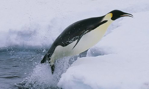 Penguin