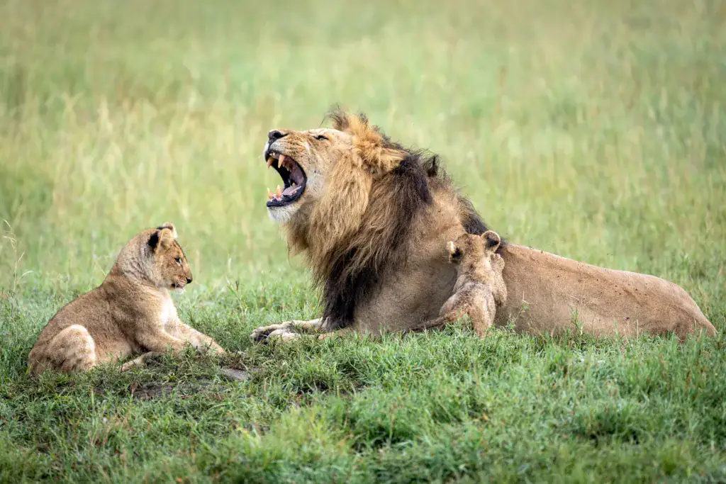 male-lion-roar-cubs_1267668274-1024x683-jpg