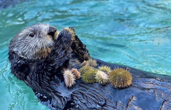 sea otter